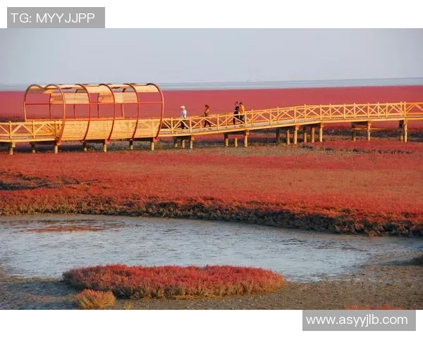 武汉网球队的成功之道：深度解析其运营模式与发展策略